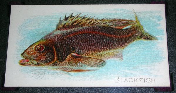 1 Blackfish